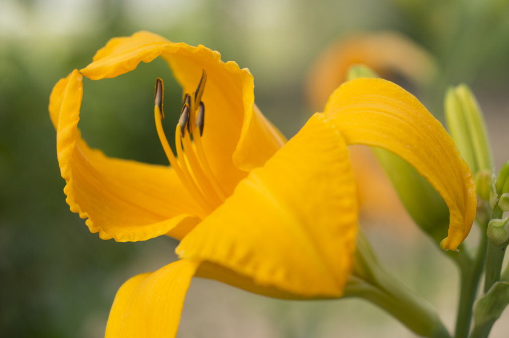 花２