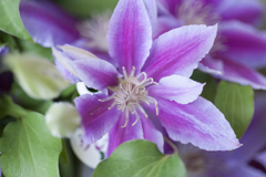花１６