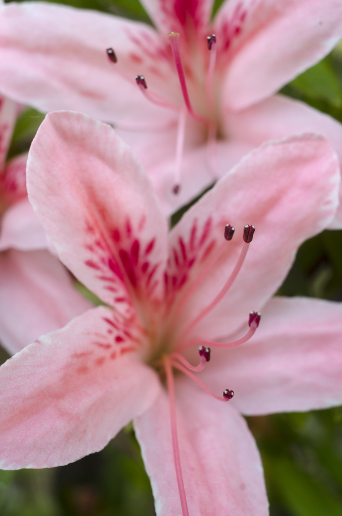 花１３