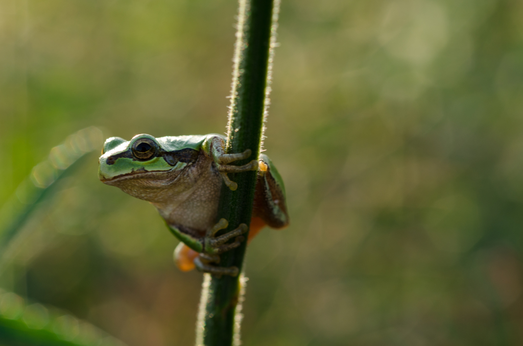 元気なカエル２