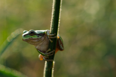元気なカエル２