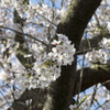 桜２