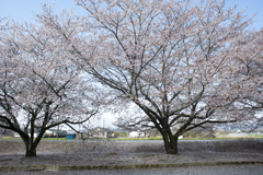 DSC_8711