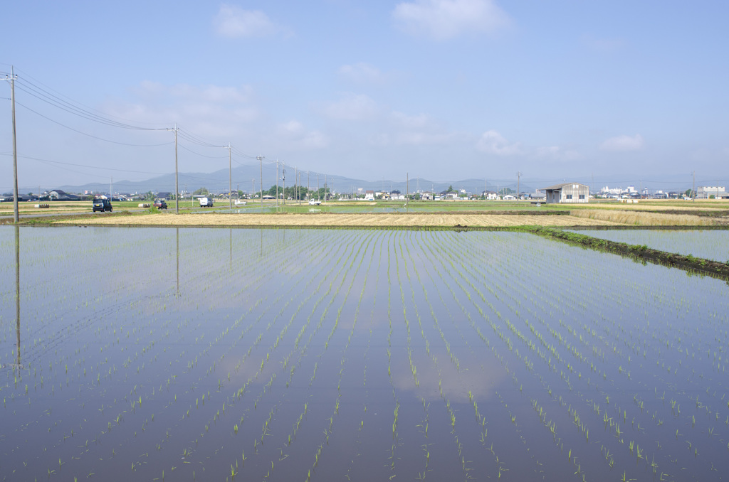 田植え２