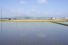 田植え２