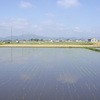 田植え２