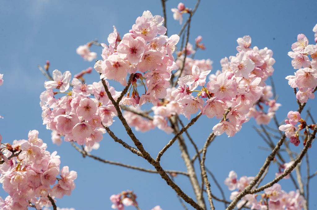 桜７