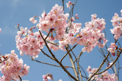 桜７