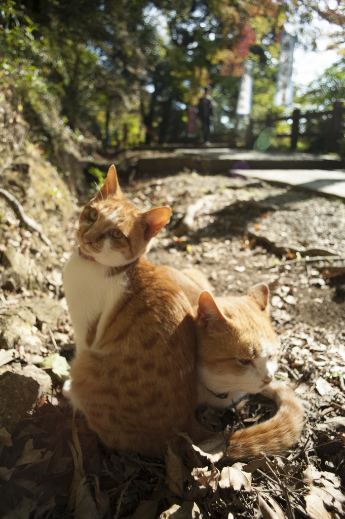 唐沢山の猫２