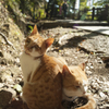 唐沢山の猫２