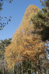 紅葉３
