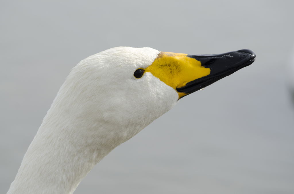 白鳥の顔１