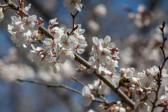 桜８