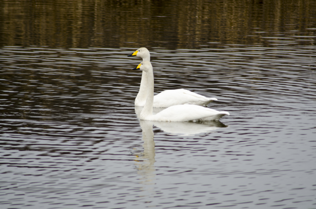 白鳥４