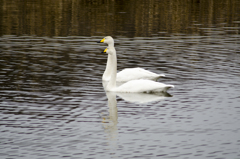 白鳥４