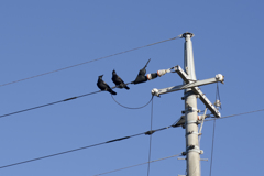 電線にカラスが２羽