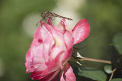 花３４