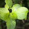草６