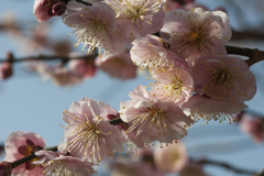 花４