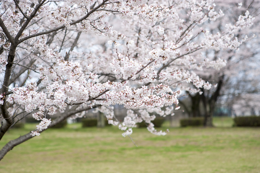 桜９