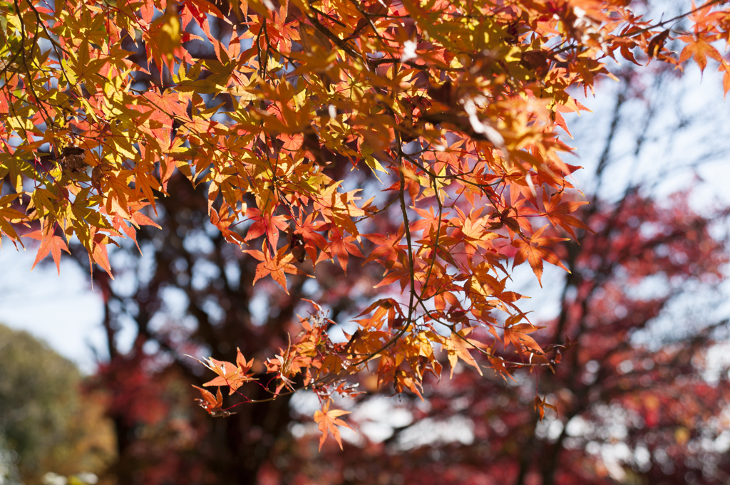 紅葉７