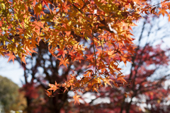 紅葉７