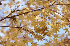 紅葉２５