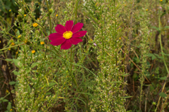雑草に一輪の花