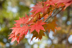 紅葉３５