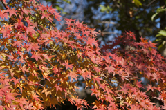 紅葉８