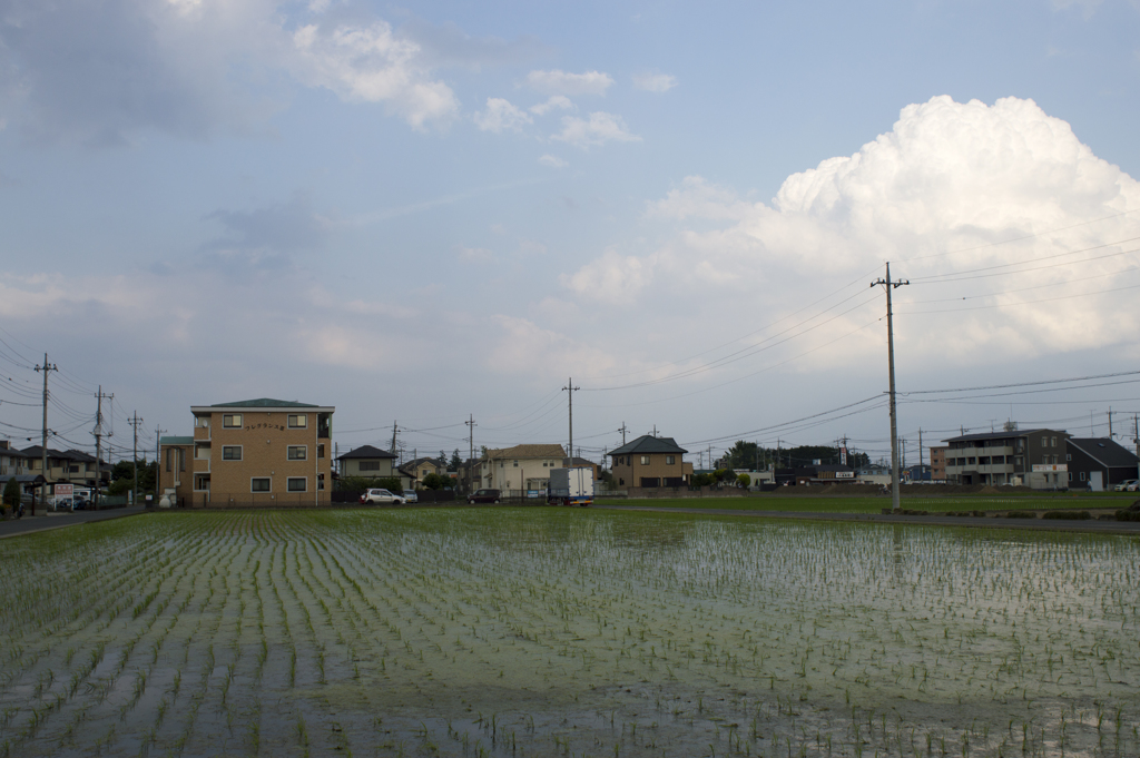 田んぼ