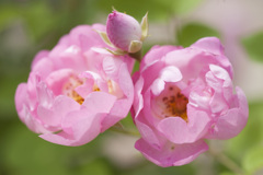 花３３