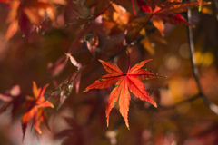 紅葉１０