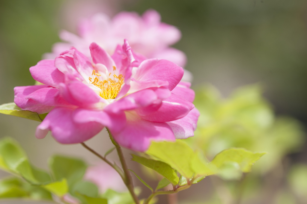 花２９