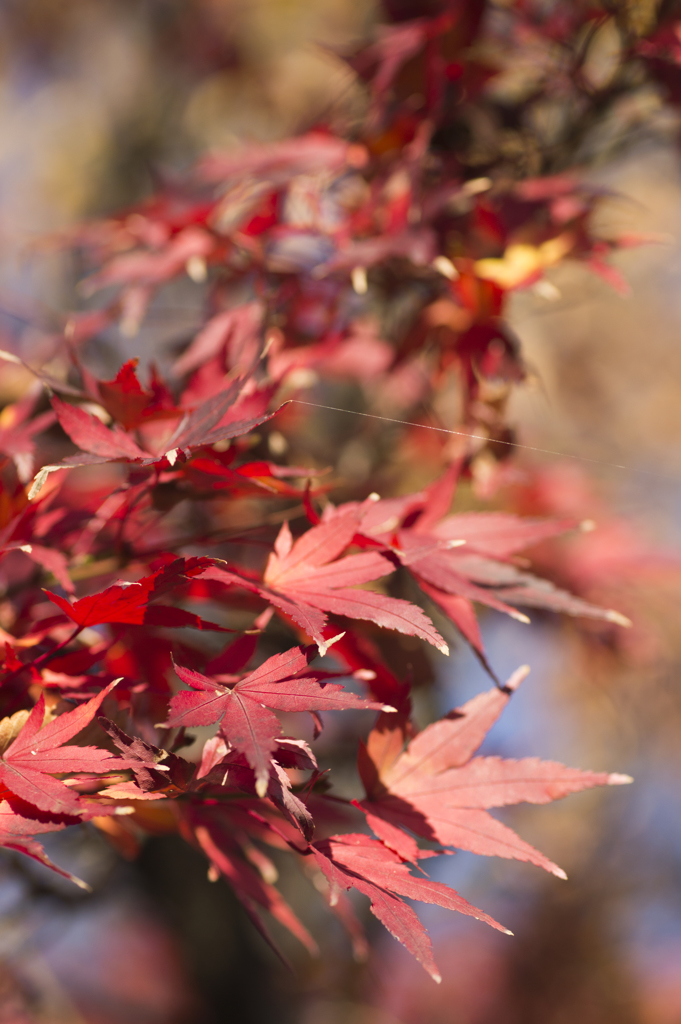 紅葉１