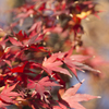 紅葉１