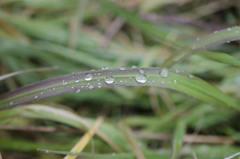 雨上がり５