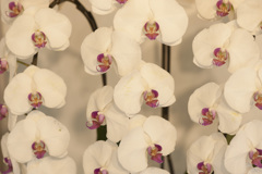 花４１