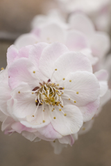 花5