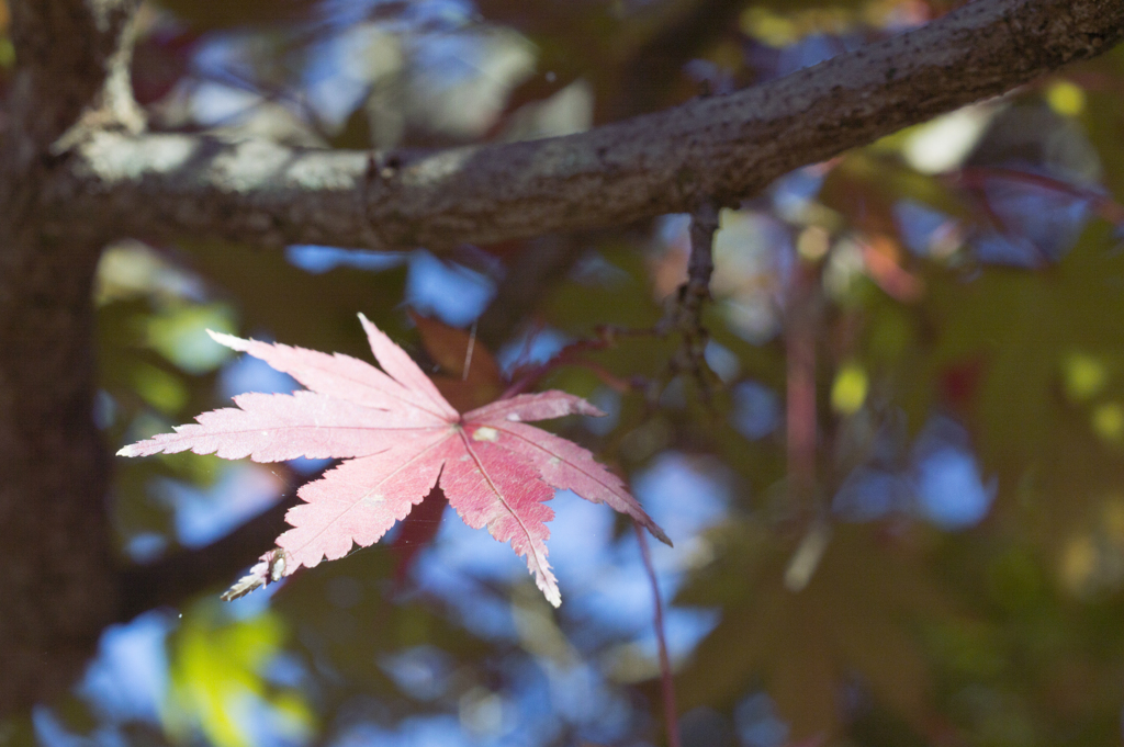 紅葉4