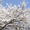 桜９