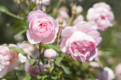 花３０