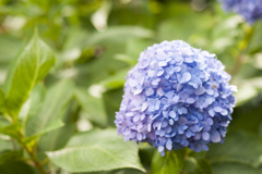 花５