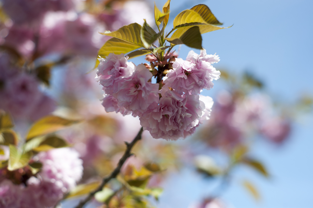 八重桜１