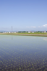 田植え１０