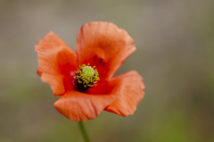 花２