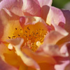 花１１