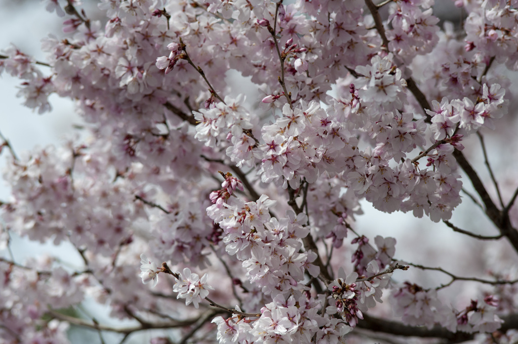 桜１