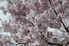 桜１