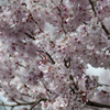 桜１